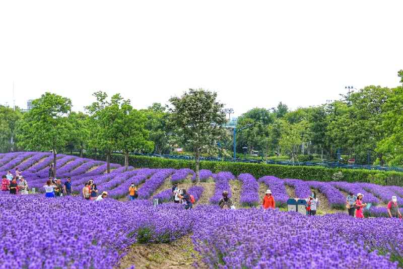 魔都 普罗旺斯 有多美 3100余名市民今出游紫色薰衣草花海