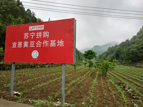 苏宁探索苏宁村、拼基地、拼工厂等多种农产品C2M供应链模式