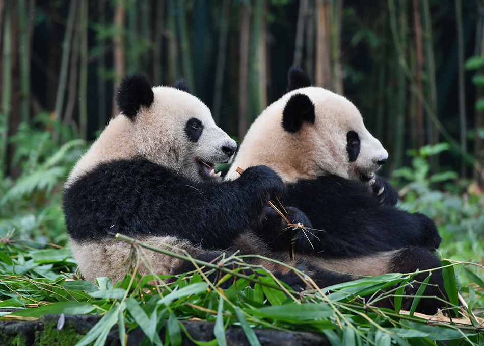 动物世界大熊猫婷仔被大熊猫隆仔抢食,两只大熊猫上演一场争食戏码