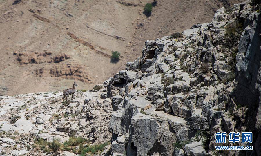 （图片故事）（5）“岩羊爸爸”：在悬崖峭壁间守护山中精灵