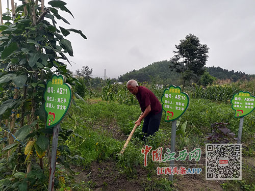 江西日报|一方小菜园 最是抚人心