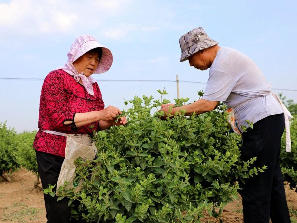 新华网|金银花海摘“金银”