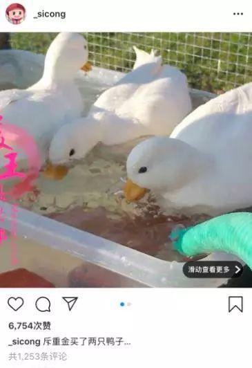 王思聪发文