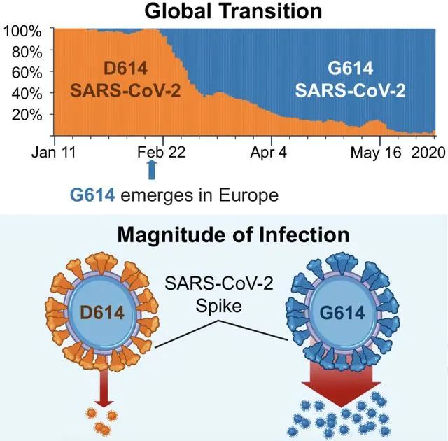 澎湃新闻|世卫组织：尚无证据表明D614G突变会导致更严重的病情