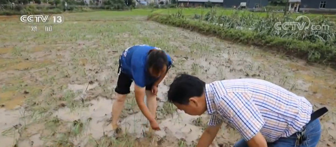 央视网|浙江多地遭遇短时强降雨 正开展生产自救