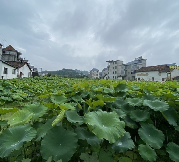 人民日报客户端浙江频道|建设美丽大花园｜留得住人才，抓得住机遇