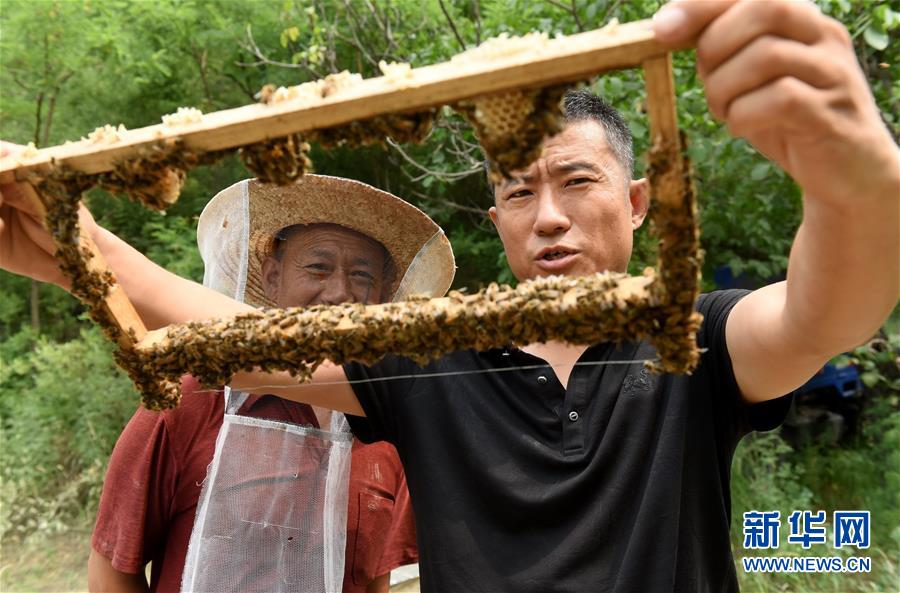 新华网|太行深山养蜂人：“甜蜜”事业带动山区百姓致富