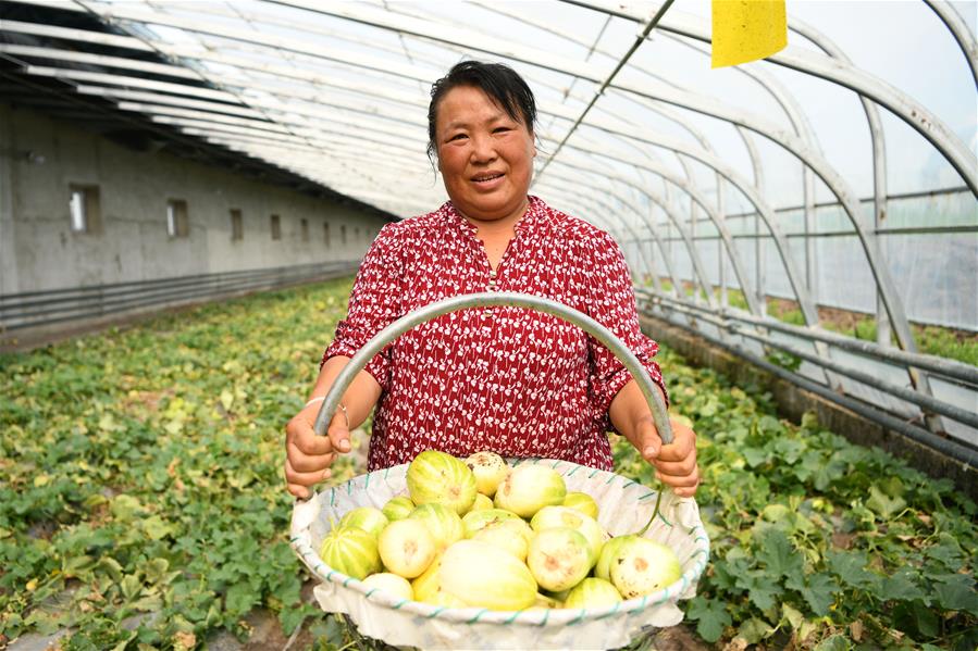 新华社|果蔬园区助农脱贫增收