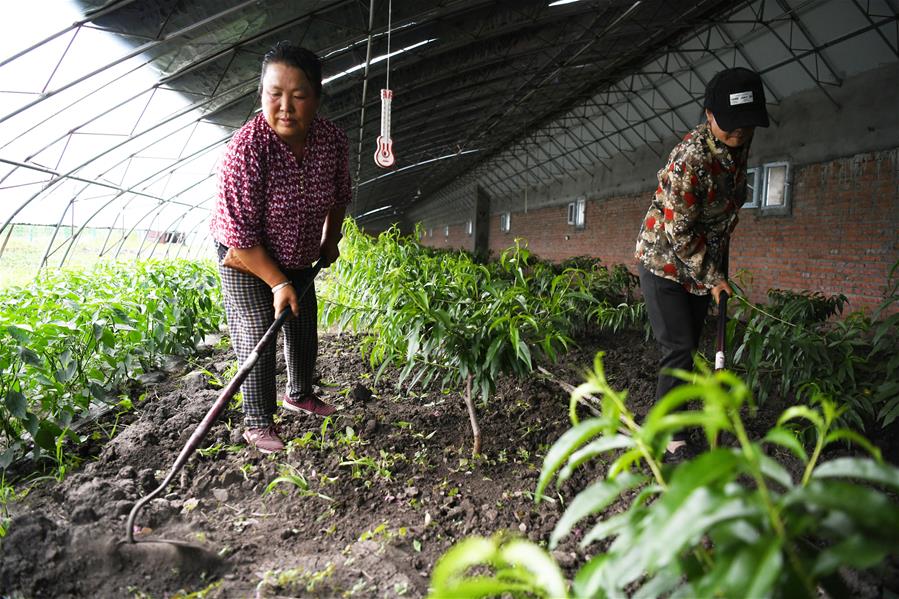 新华社|果蔬园区助农脱贫增收