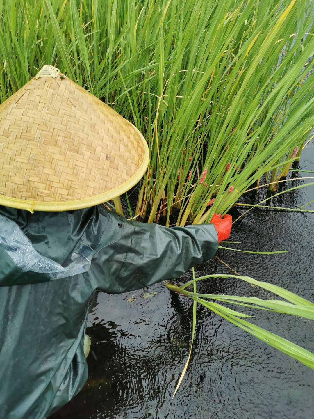 央视新闻客户端|外来物种福寿螺入侵洱海 云南大理“重金悬赏”采摘螺卵者！