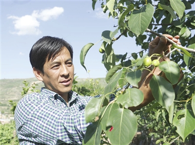 天津日报|黄果梨走出致富路 全村人摇身变股东