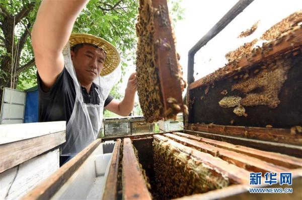 新华网|太行深山养蜂人：“甜蜜”事业带动山区百姓致富[组图]