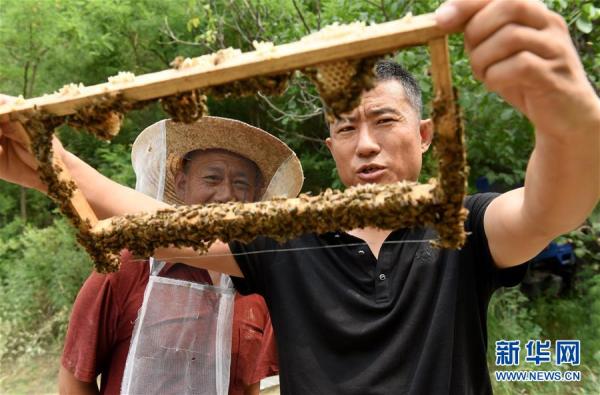 新华网|太行深山养蜂人：“甜蜜”事业带动山区百姓致富[组图]