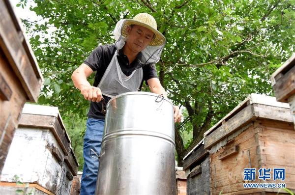 新华网|太行深山养蜂人：“甜蜜”事业带动山区百姓致富[组图]