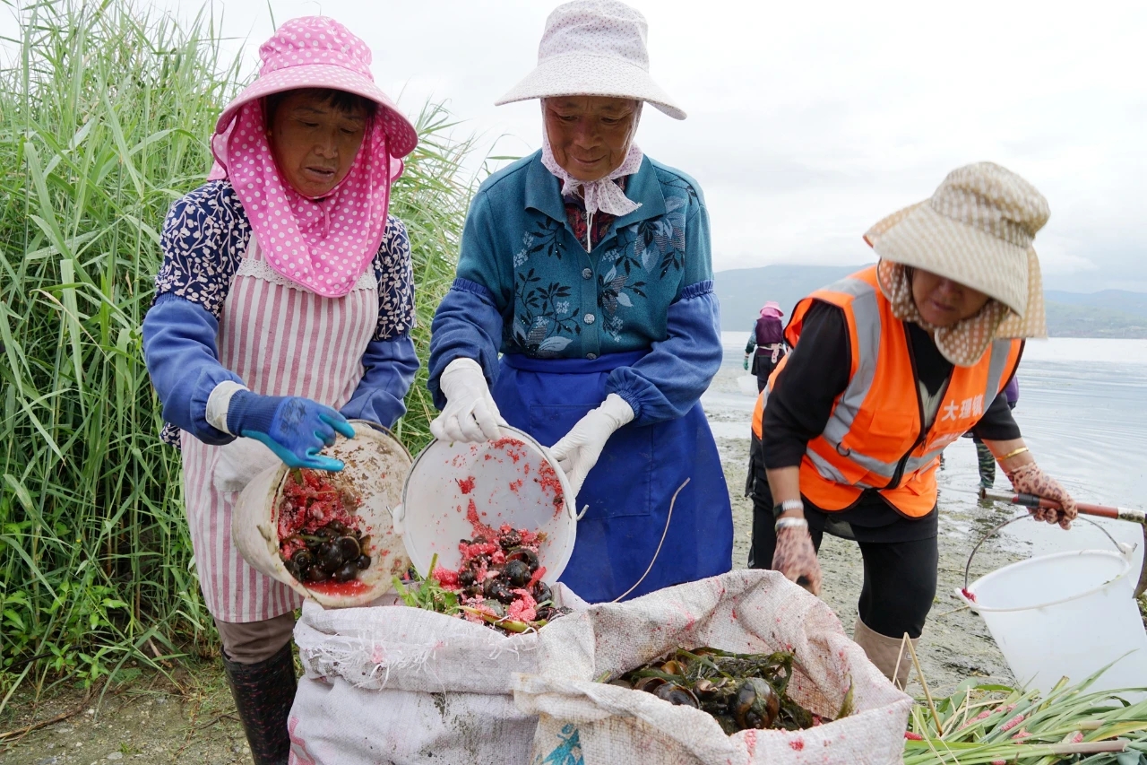 央视新闻客户端|外来危害性物种福寿螺入侵洱海，大理“重金悬赏”采摘螺卵者