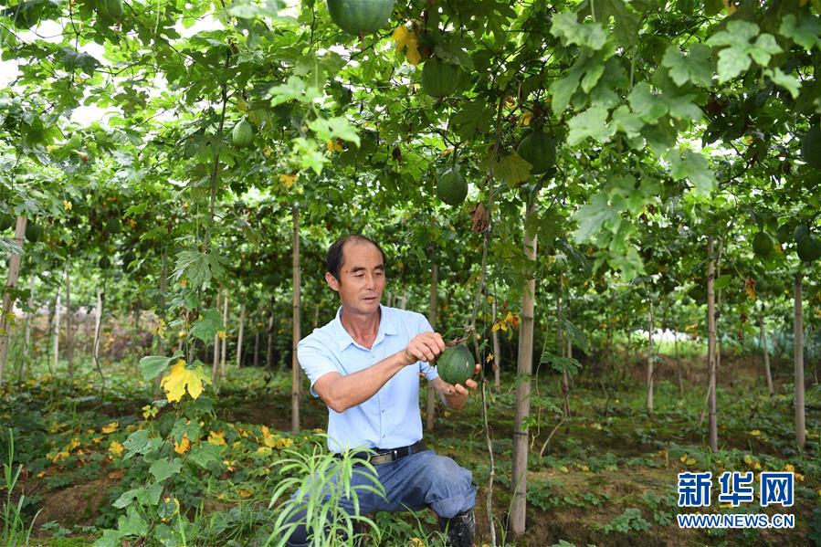 新华网|从贫困户到种植能手