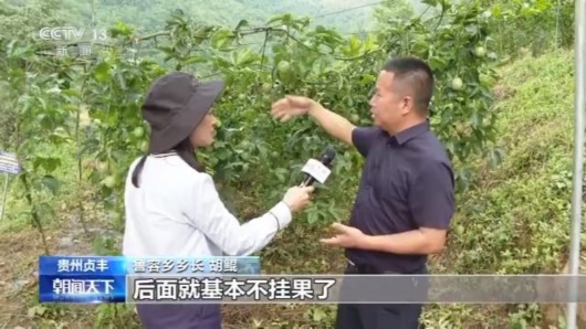 央视网|贵州贞丰一江三果带增收 携手脱贫奔小康