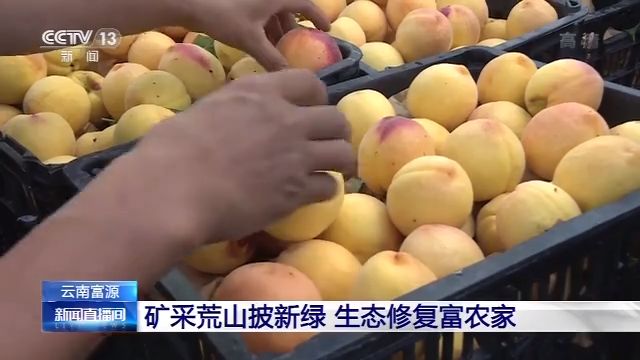 央视网|云南矿采荒山披新绿 生态修复富农家