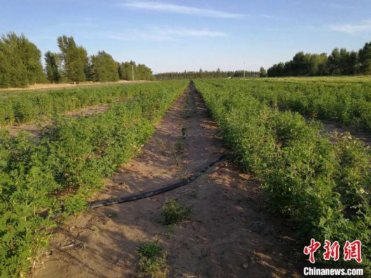 中新网|科尔沁草原科技“种药”话致富：高质量蒙中药材辟脱贫新路径