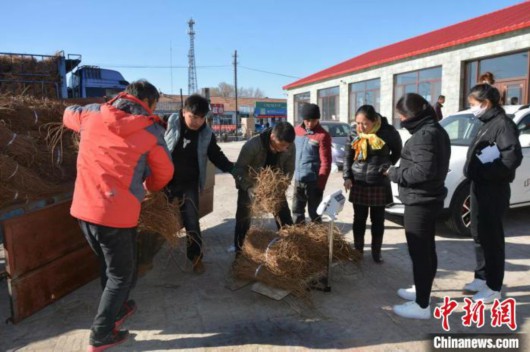 中新网|科尔沁草原科技“种药”话致富：高质量蒙中药材辟脱贫新路径