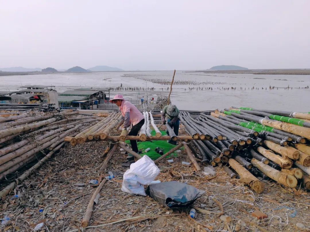 澎湃新闻|养蚝业腾飞下的小镇:被改变的生活与身体