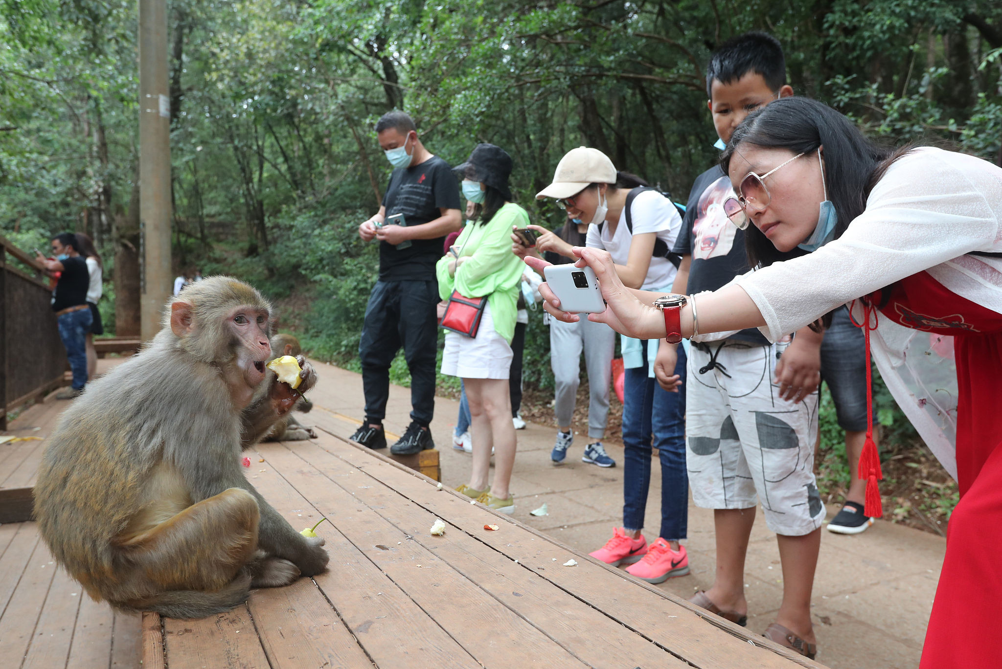 2020年7月14日,云南省大理州,在宾川鸡足山旅游景区,游人在观猴投食区