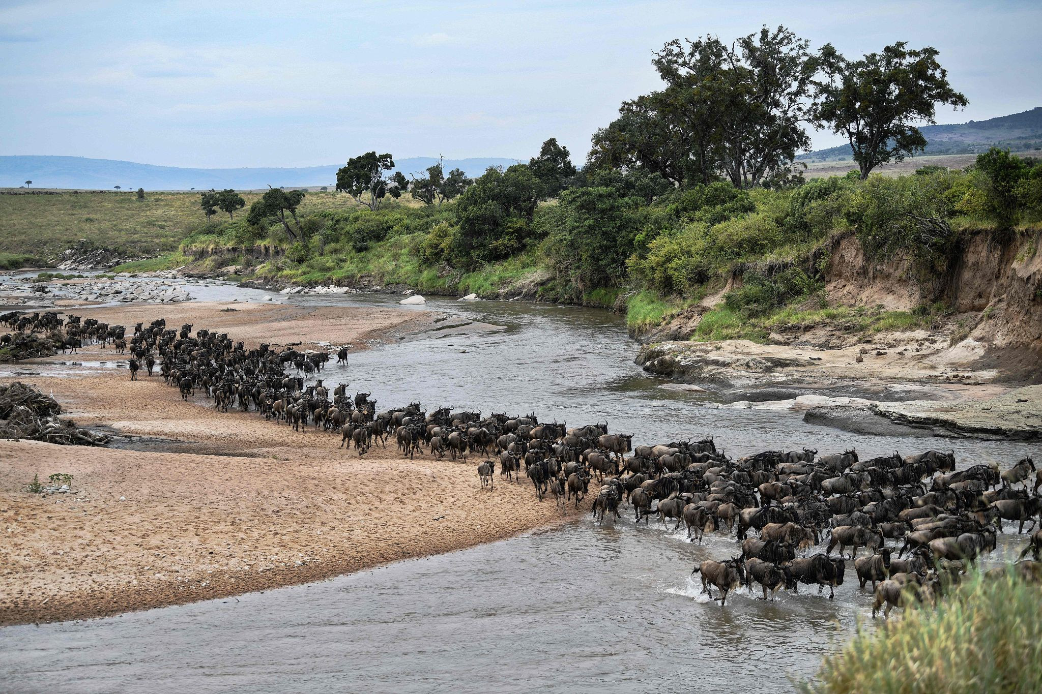 非洲角马大迁徙图片图片