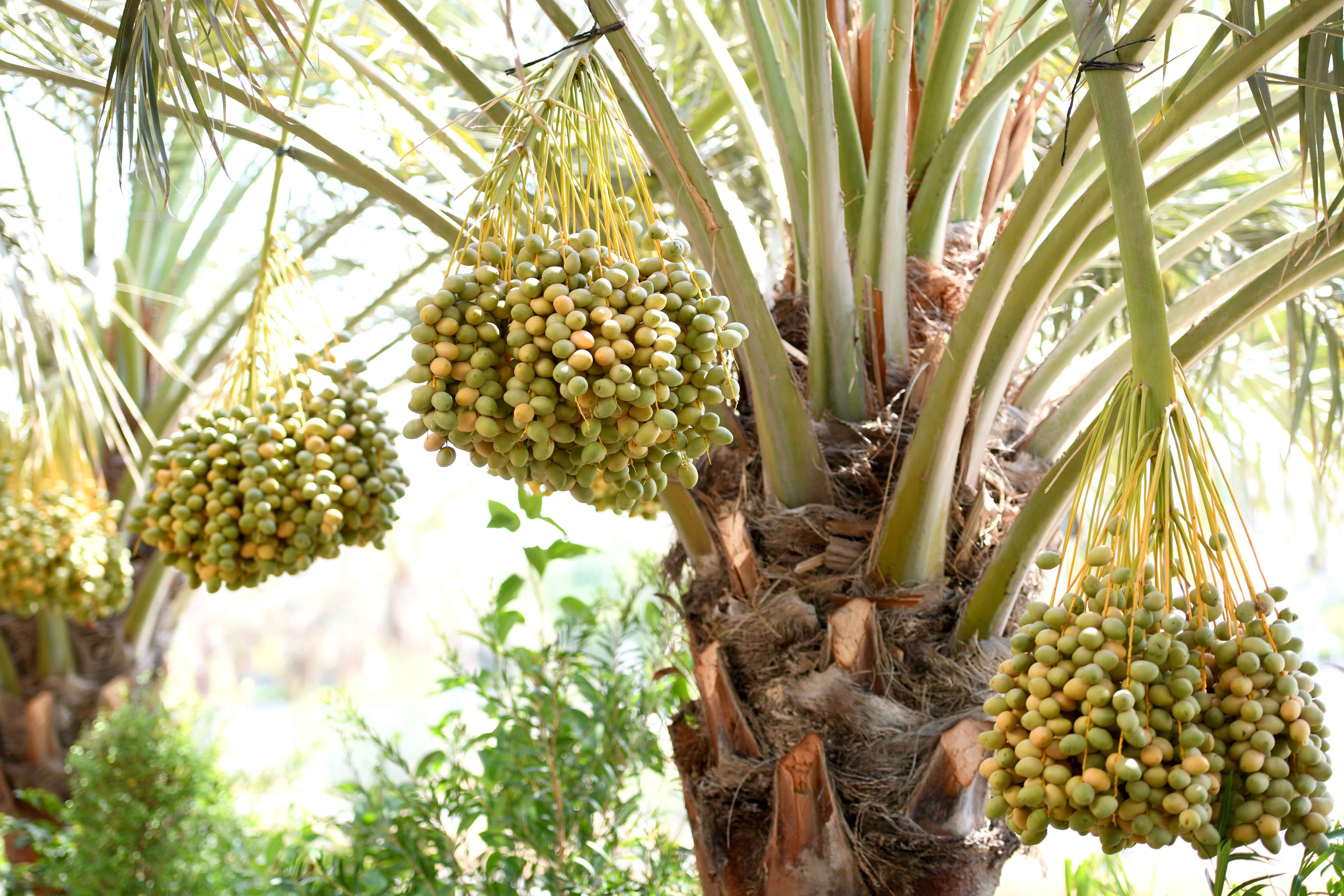 椰枣树生长环境图片