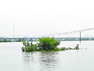 解放网|现场直击上海消防增援芜湖抗洪抢险 无为大堤上的坚守