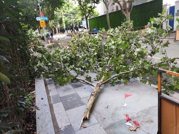 新民晚报|狂风暴雨刮断3米长行道树枝 相关部门及时移走