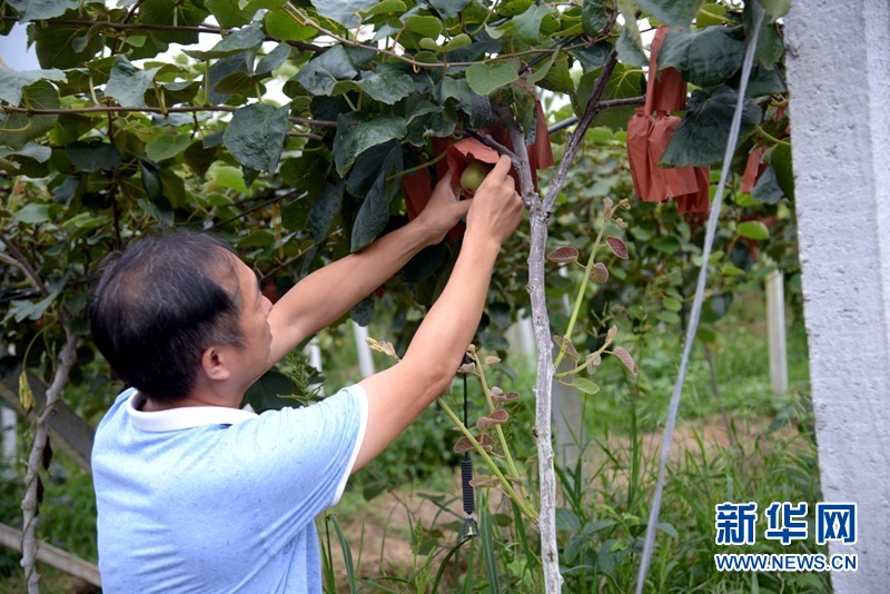 新华网|产业兴旺 襄阳村集体经济逐渐走出“空壳化”困境