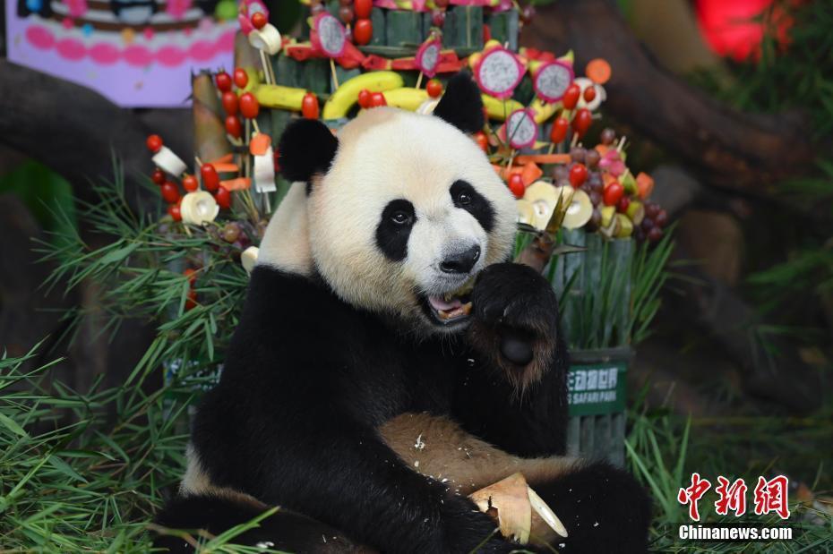 N视频 中国新闻网|萌帅酷！全球唯一大熊猫三胞胎迎六周岁生日