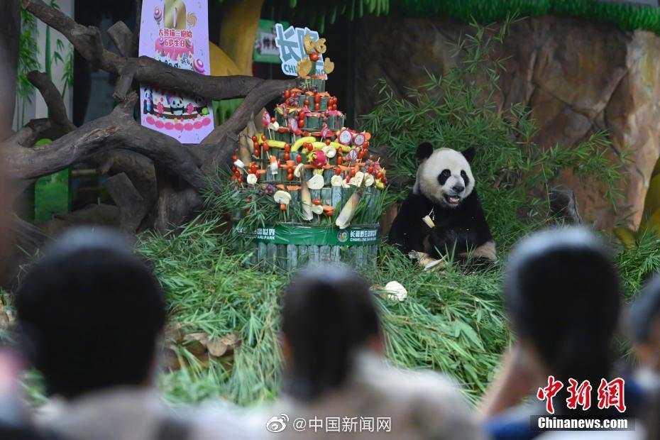 N视频 中国新闻网|萌帅酷！全球唯一大熊猫三胞胎迎六周岁生日