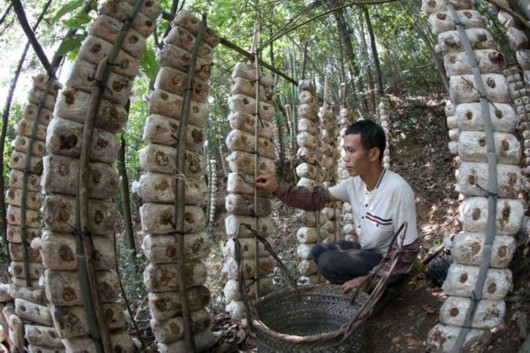 经济日报|广西三江：林下种菌添富路