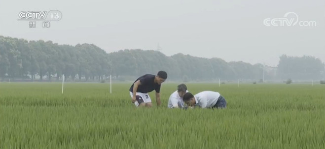 央视网|江苏：水稻拔节长穂 农技人员进田指导