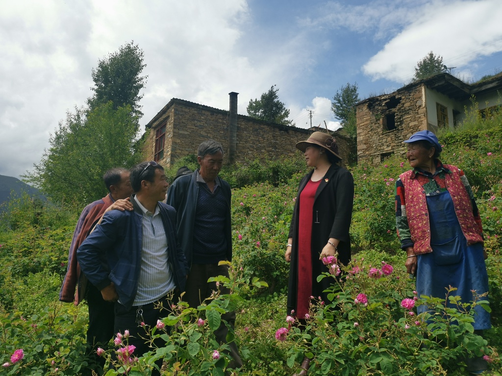 川报观察|脱贫攻坚 榜样力量①| “脱贫”之花绽放高原 “玫瑰姐”要将“金山玫瑰”开遍全国