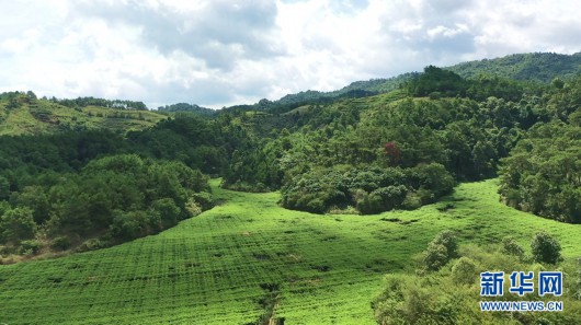 新华网|广西宁明：小小百香果 村民脱贫果