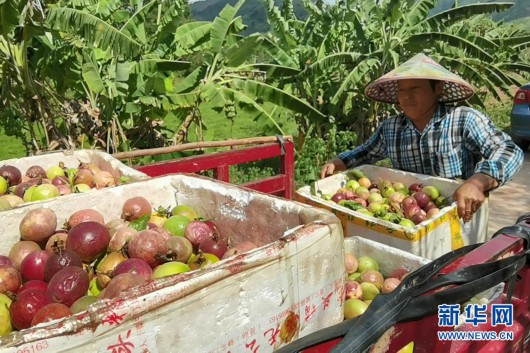 新华网|广西宁明：小小百香果 村民脱贫果