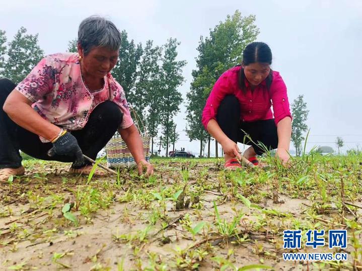 新华网|蒙洼蓄洪区：“浴水重生”焕生机