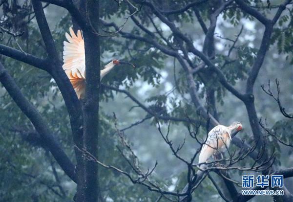 中国网客户端|“朱鹮之乡”随处见朱鹮[组图]