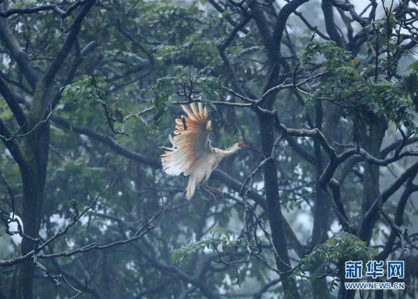 中国网客户端|“朱鹮之乡”随处见朱鹮[组图]