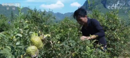 央视网|地方经济半年报·复苏图谱 | 贵州上半年GDP增速1.5% 农业增长5.5%