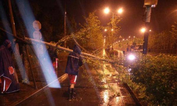 路政工作人员清理倒伏树木。上海市道运局供图