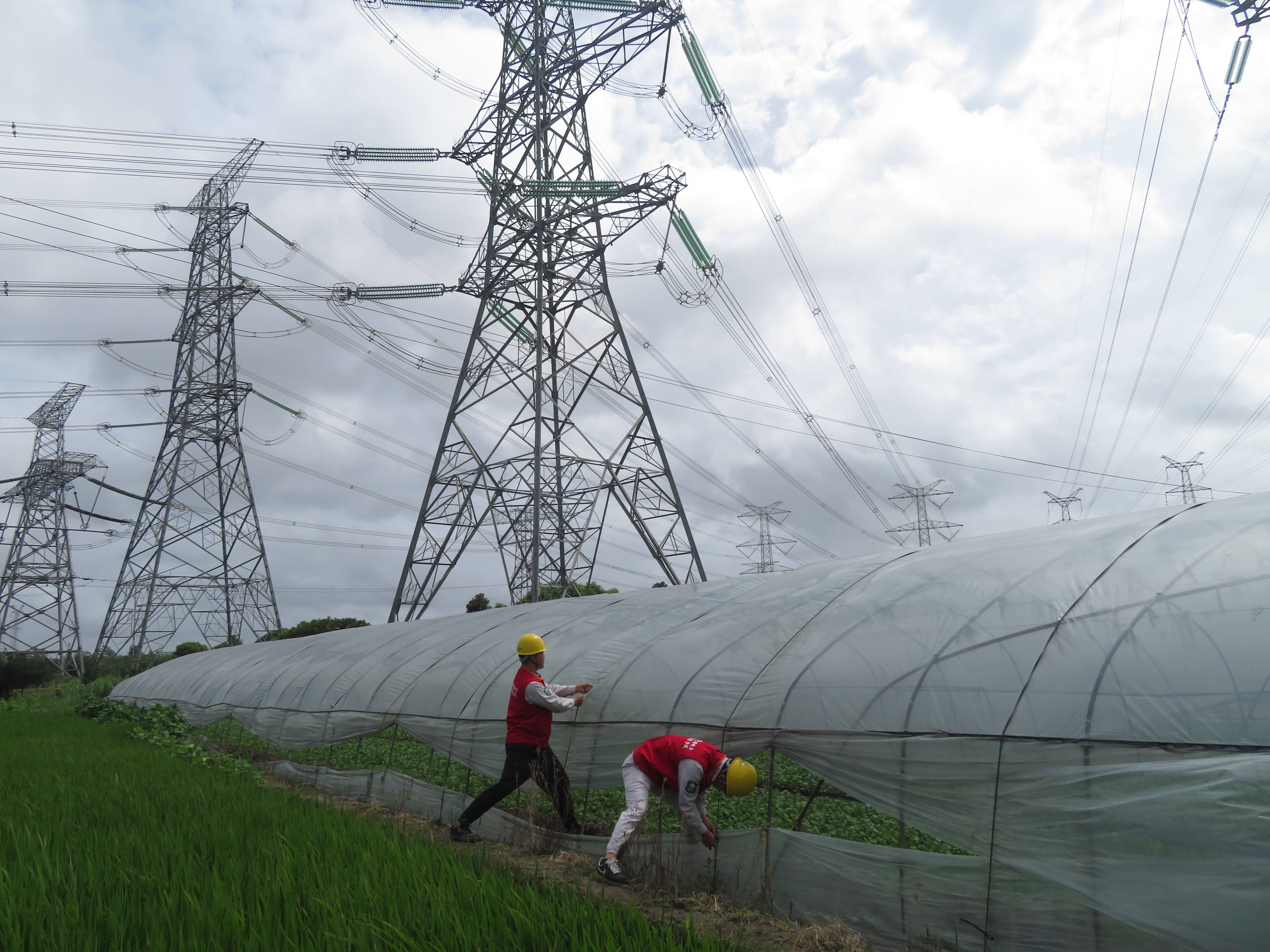 “黑格比”台风来临前，国网上海电力党员服务队为供电走廊沿线的农户加固大棚。国网上海市电力公司供图
