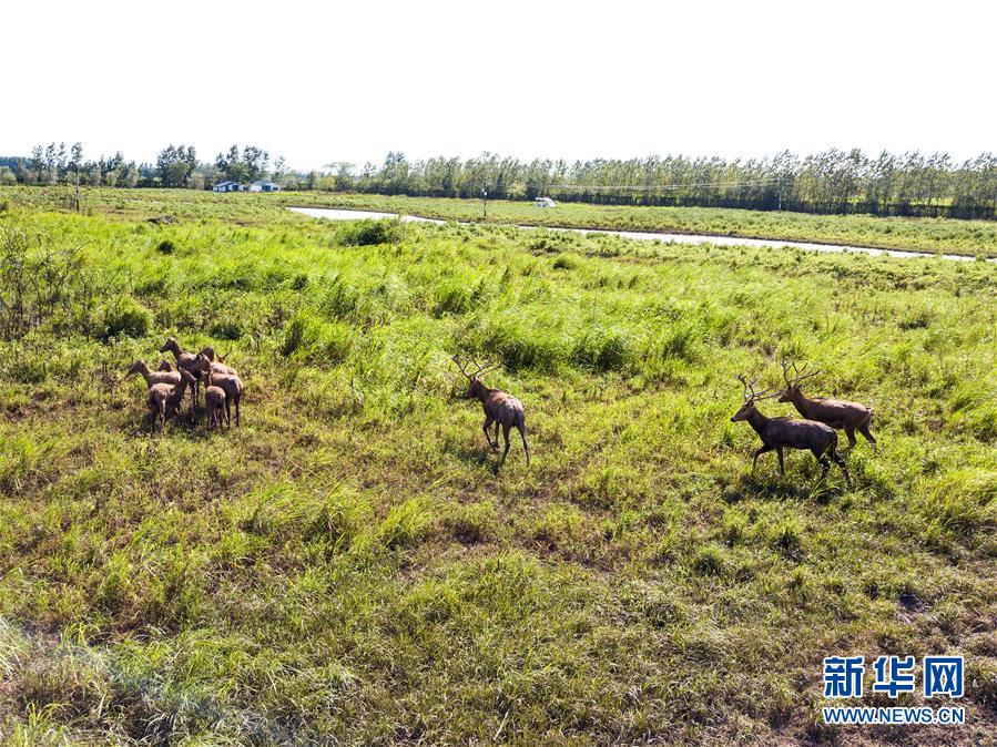 新华网|探访东洞庭湖麋鹿和鸟类救治避难中心