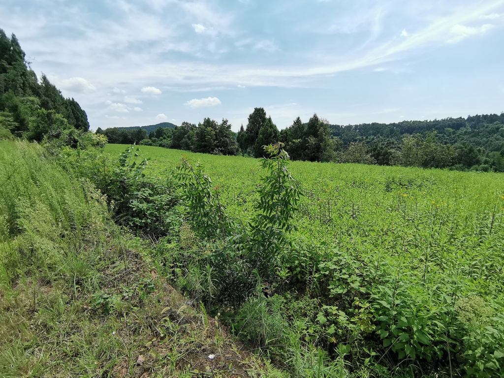 川报观察|脱贫攻坚 榜样力量 | “斜杠中年”的乡村“致富经”