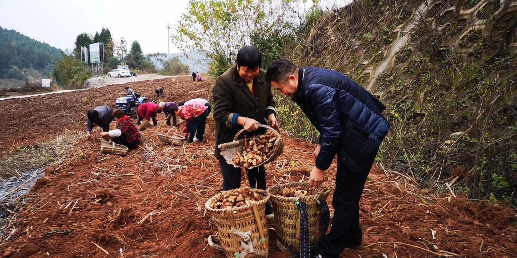 川报观察|脱贫攻坚 榜样力量 | “斜杠中年”的乡村“致富经”