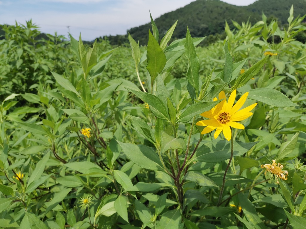 川报观察|脱贫攻坚 榜样力量 | “斜杠中年”的乡村“致富经”