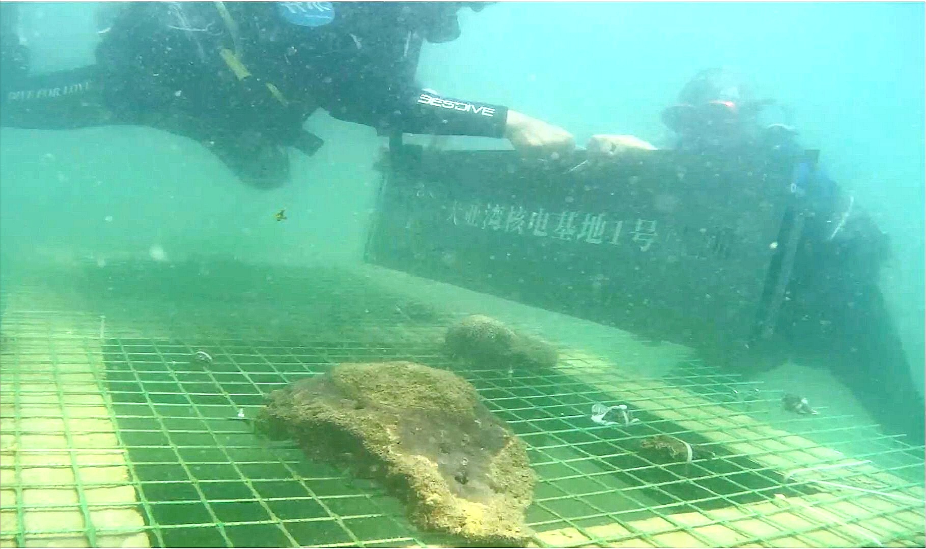 澎湃新闻|核电基地周边海域水质如何？中广核直播“核电站海底种珊瑚”