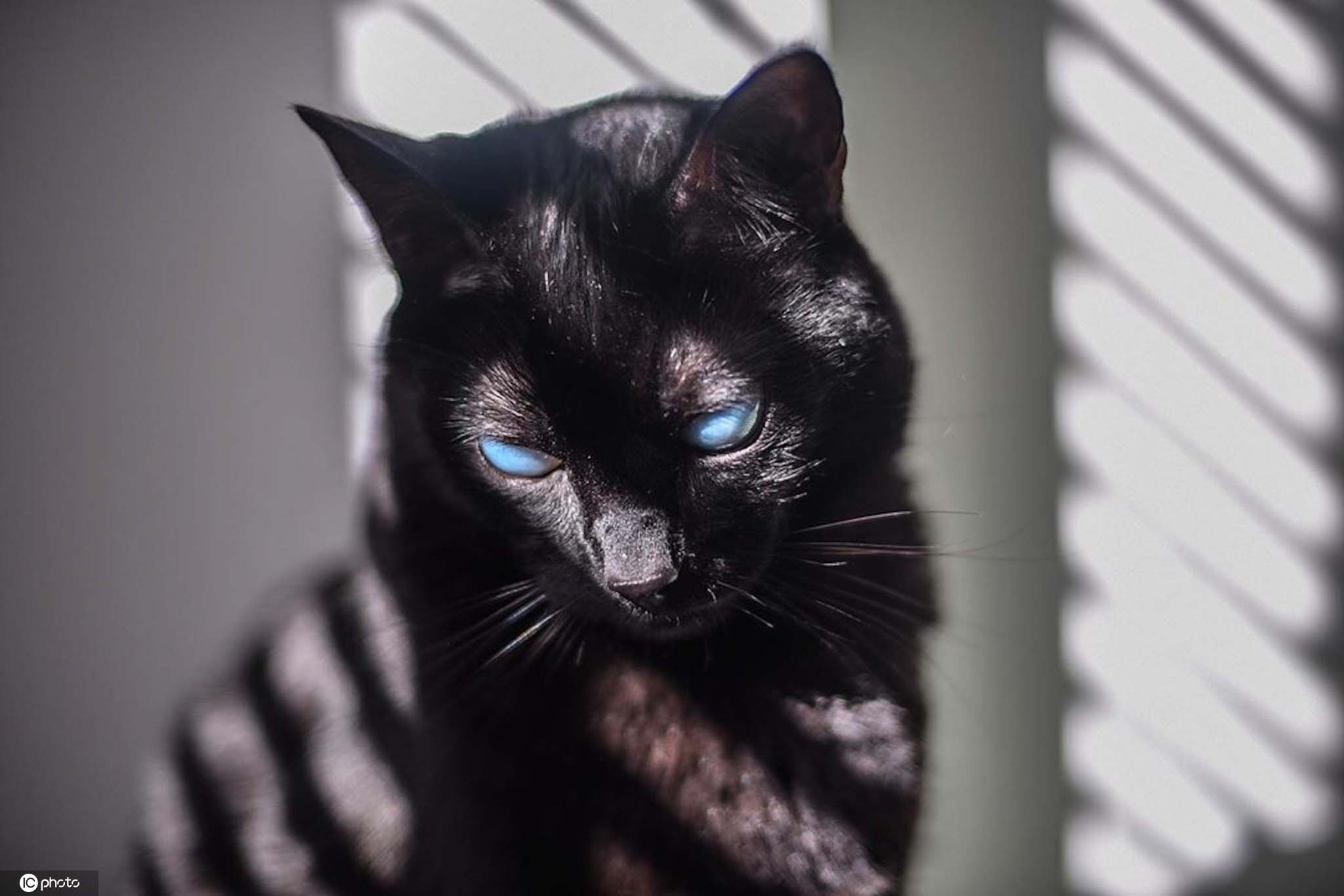 黑猫眼睛壁纸蓝眼睛图片